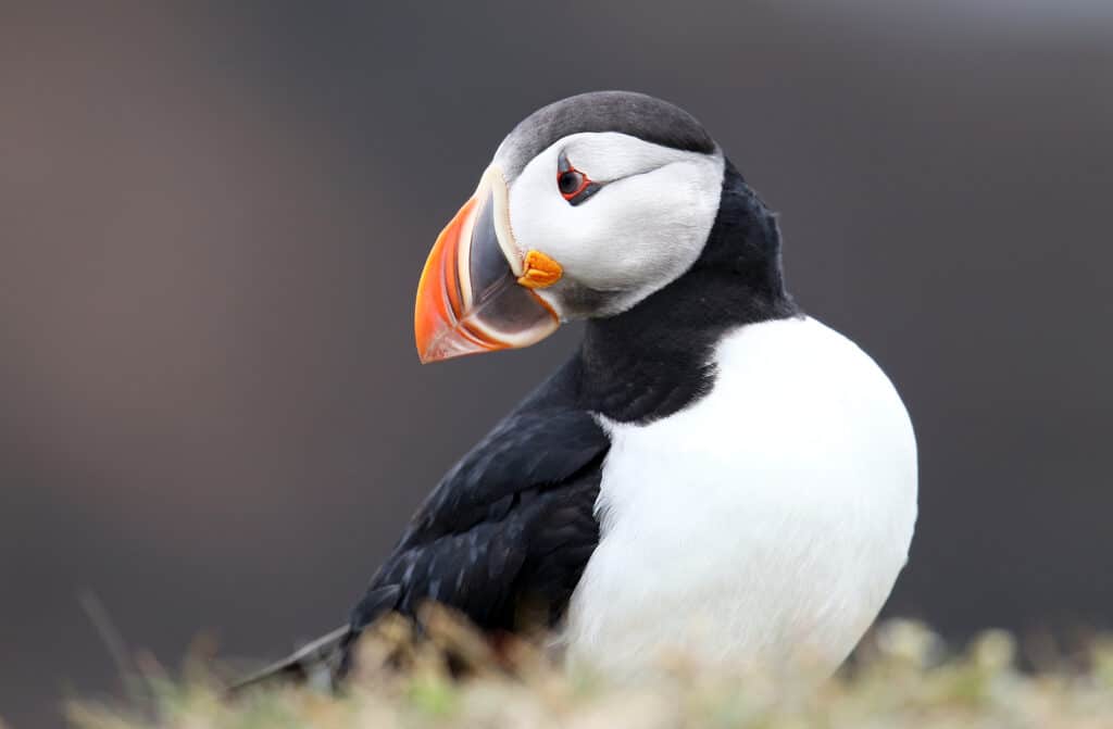 Atlantic Puffin Head Portrait, from Newfoundland, Canada